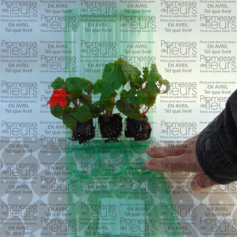 Ejemplo de ejemplar de Begonia Belleconia Hot orange minicepellón: Ø 3/4 cm tal y como se entrega