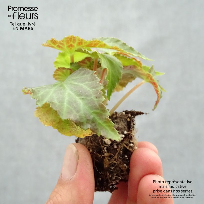 Begonia Belleconia Mango minicepellón: Ø 3/4 cm Ejemplar entregado en la primavera