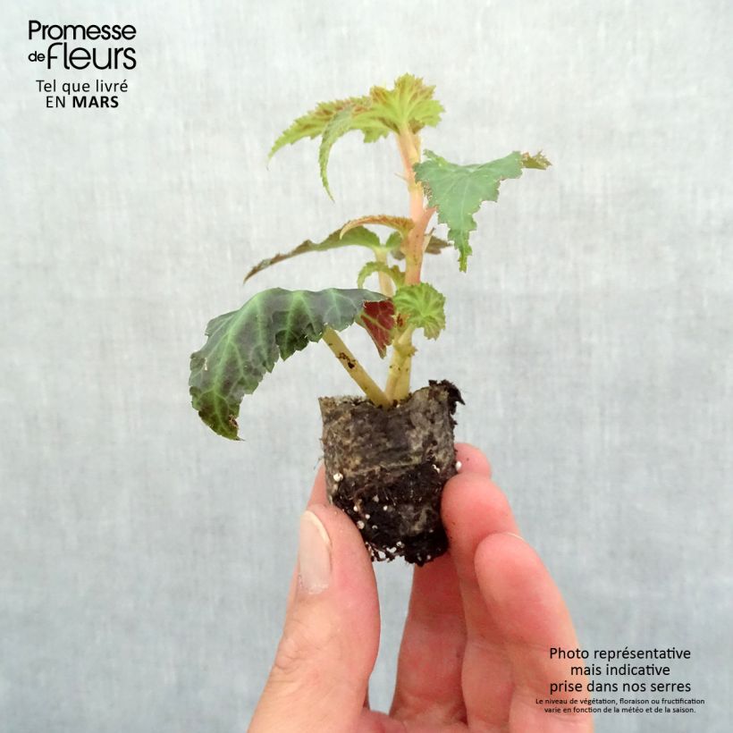 Begonia Belleconia rose minicepellón: Ø 3/4 cm Ejemplar entregado en la primavera