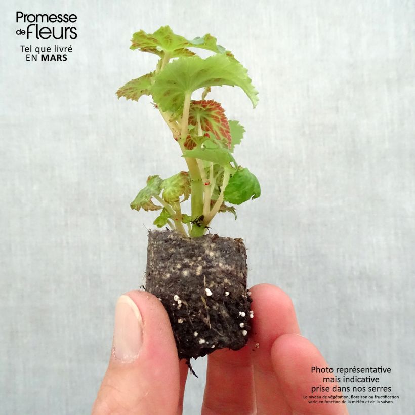 Begonia Belleconia Snow minicepellón: Ø 3/4 cm Ejemplar entregado en la primavera