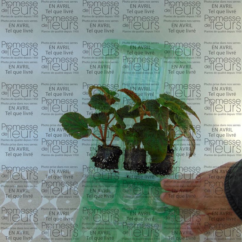 Ejemplo de ejemplar de Begonia Belleconia Soft Orange minicepellón: Ø 3/4 cm tal y como se entrega