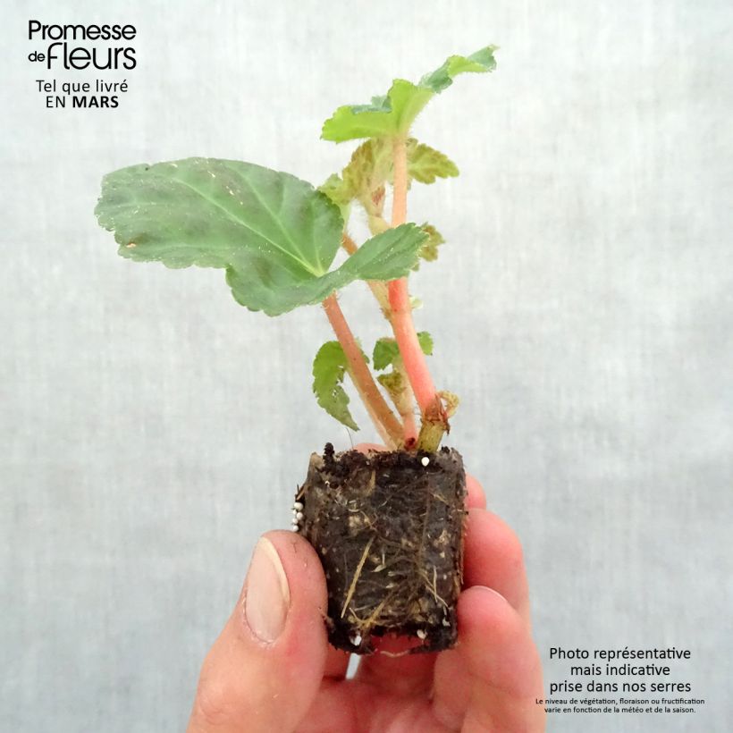 Begonia Begonia Chardonnay minicepellón: Ø 3/4 cm Ejemplar entregado en la primavera
