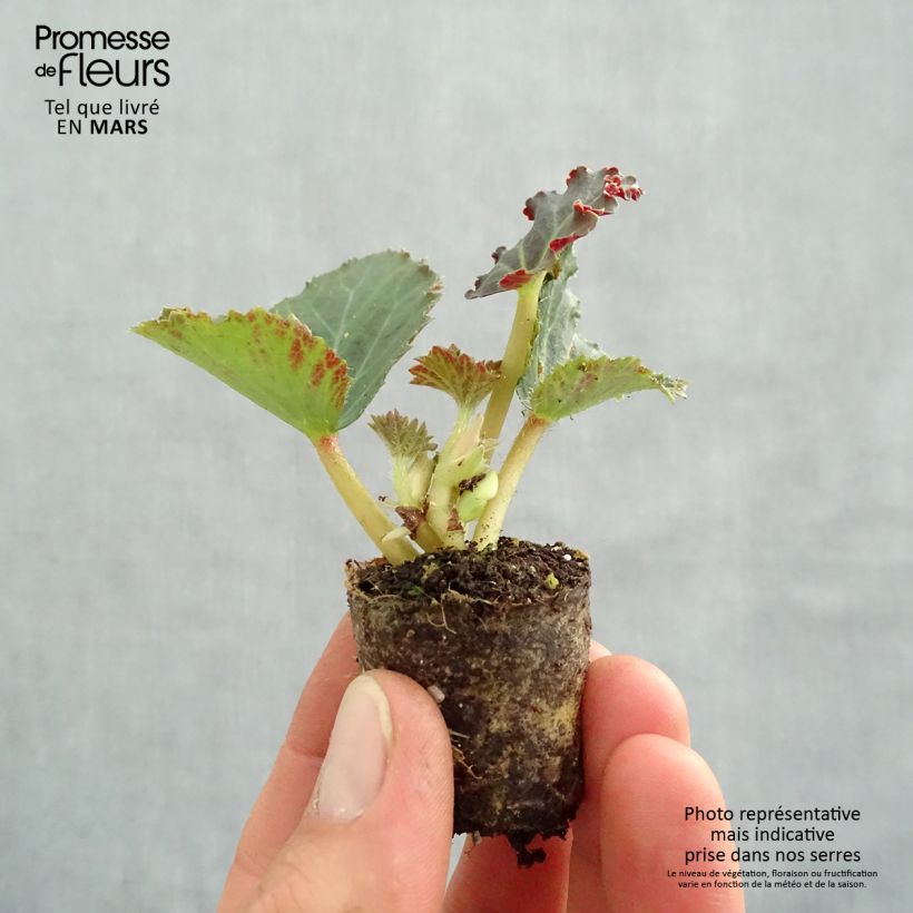 Begonia Fragrant Falls Peach minicepellón: Ø 3/4 cm Ejemplar entregado en la primavera