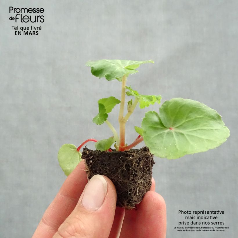 Begonia pendula Illumination Ecarlate minicepellón: Ø 3/4 cm Ejemplar entregado en la primavera