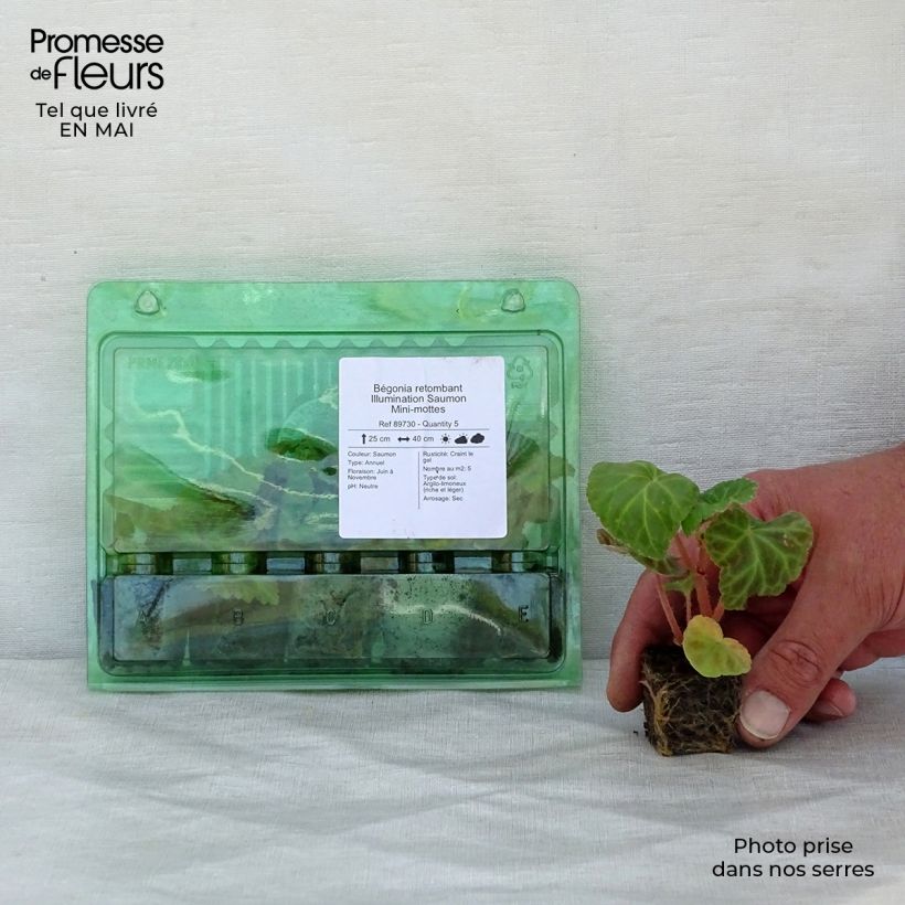 Begonia pendula Illumination Saumon minicepellón: Ø 3/4 cm Ejemplar entregado en la primavera