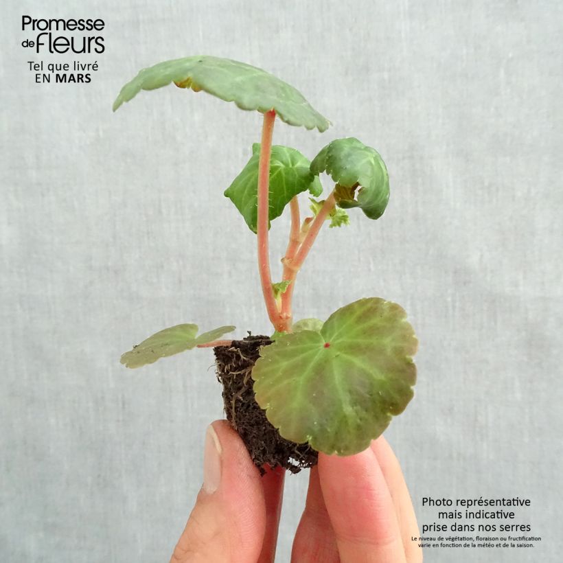 Begonia pendula Illumination Tons Abricots minicepellón: Ø 3/4 cm Ejemplar entregado en la primavera