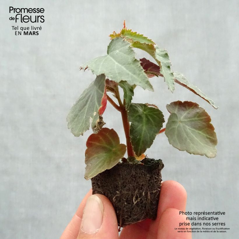 Begonia Santa Cruz Orange minicepellón: Ø 3/4 cm Ejemplar entregado en la primavera