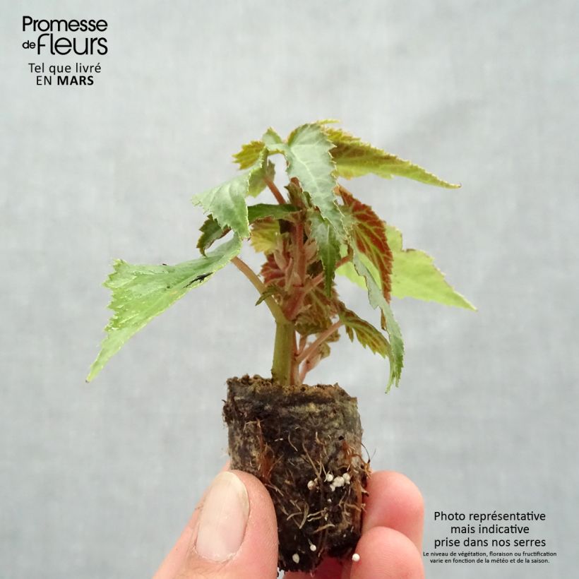 Begonia Summerwings Apricot Improved minicepellón: Ø 3/4 cm Ejemplar entregado en la primavera