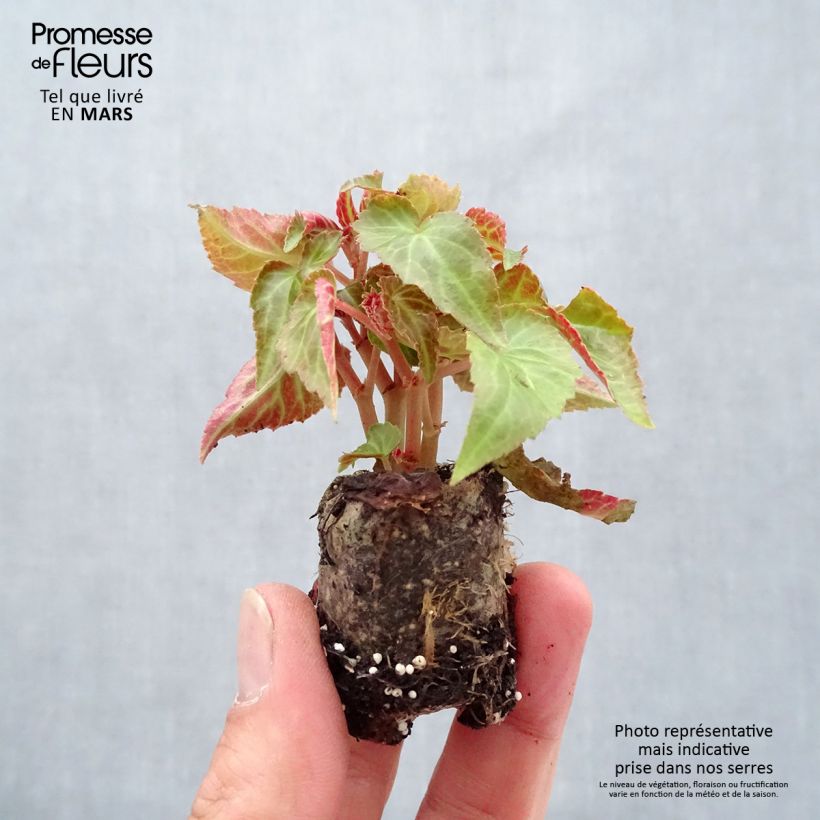 Begonia Summerwings Pink Elegance minicepellón: Ø 3/4 cm Ejemplar entregado en la primavera