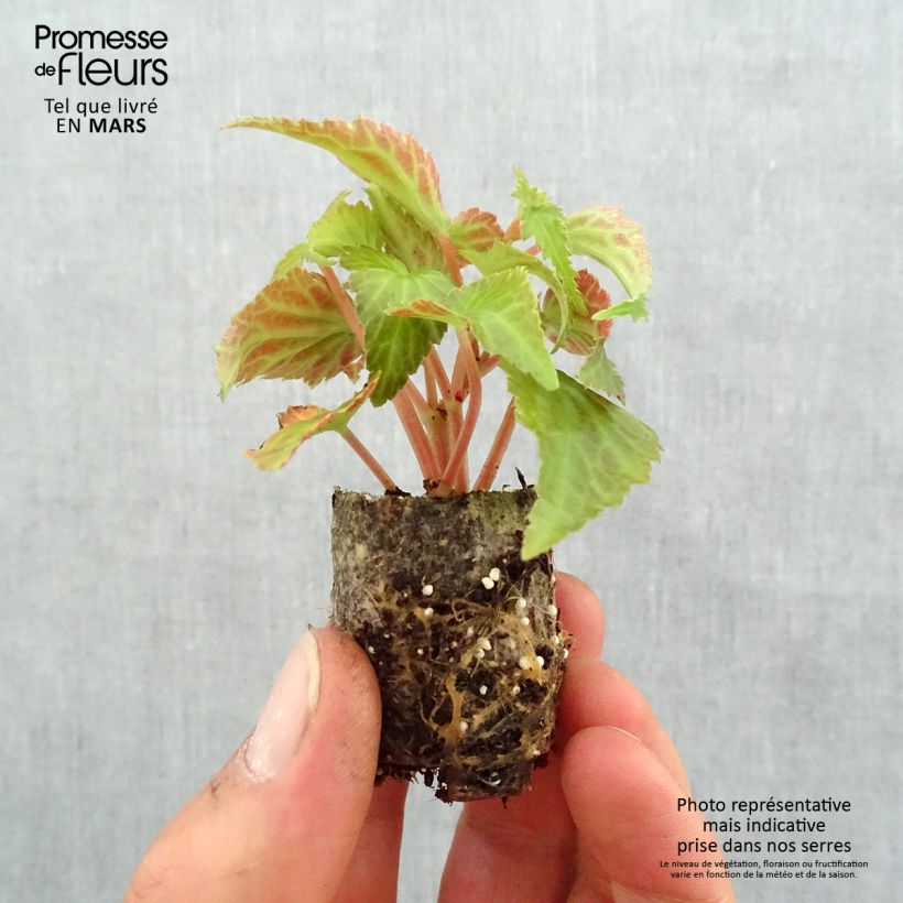 Begonia Summerwings White Elegance minicepellón: Ø 3/4 cm Ejemplar entregado en la primavera