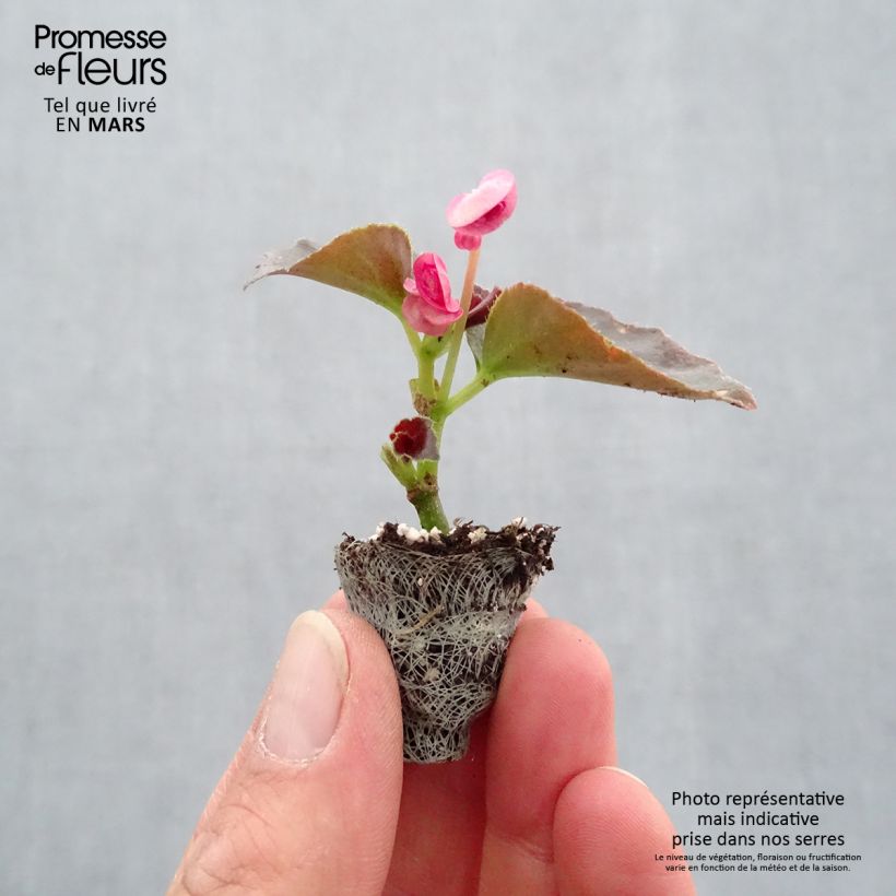 Begonia Siempre-florida Doublet Rose minicepellón: Ø 3/4 cm Ejemplar entregado en la primavera