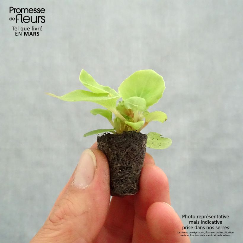 Begonia Siempre-florida Mascotte Bicolour Improved minicepellón: Ø 3/4 cm Ejemplar entregado en la primavera