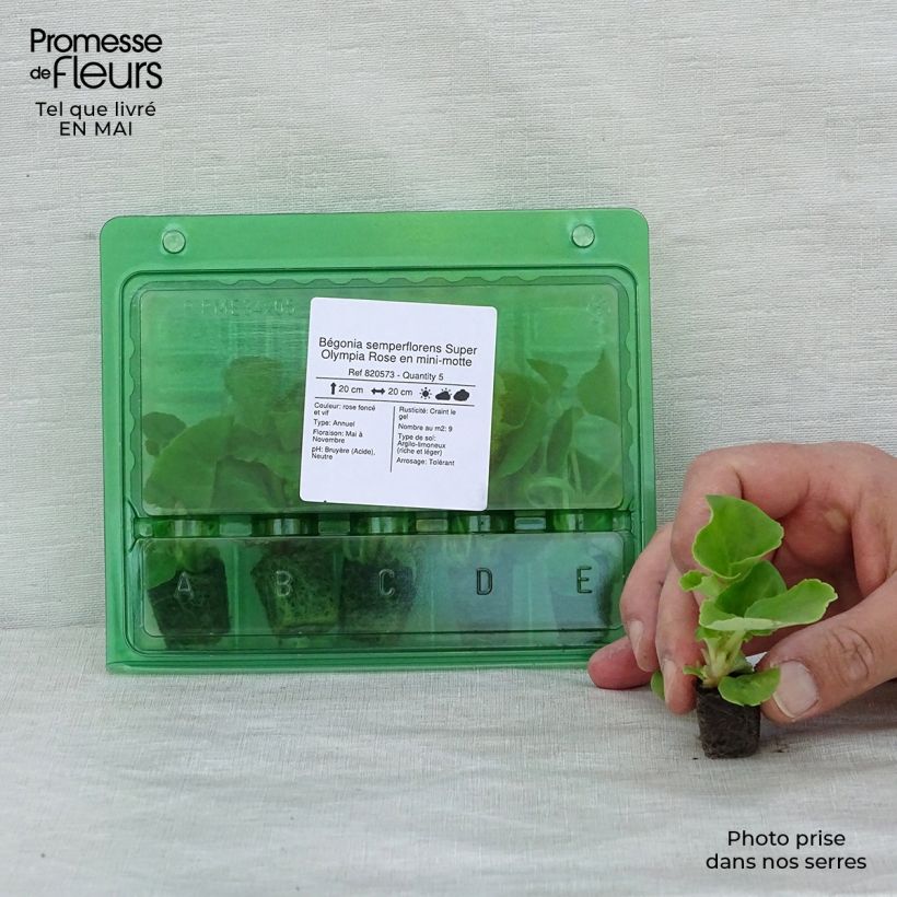 Begonia Siempre-florida Super Olympia rose minicepellón: Ø 1,5/2,5 cm Ejemplar entregado en la primavera