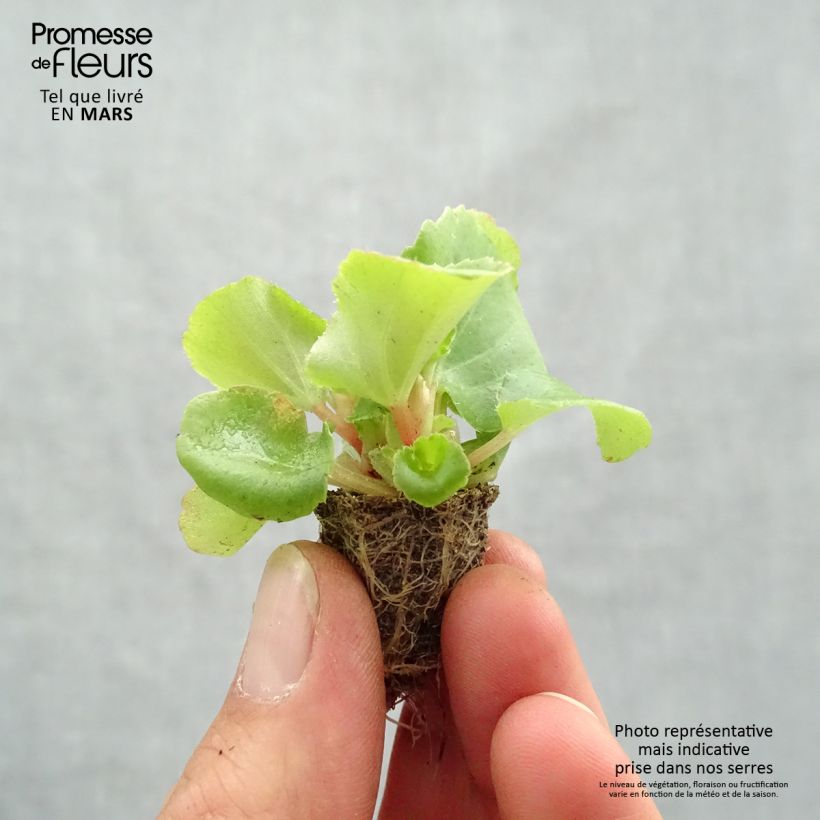 Begonia Siempre-florida Super Olympia rose minicepellón: de 2,2 cm x 2 cm en bandeja de cultivo por 35 Ejemplar entregado en la primavera