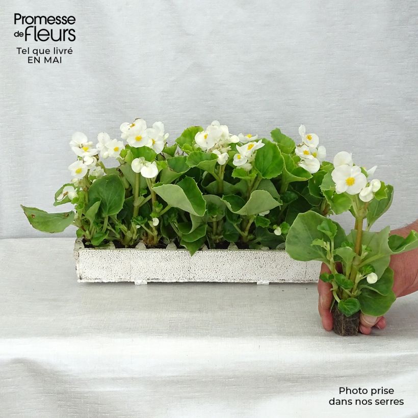 Begonia Siempre-florida Super Olympia White Bandeja de semillero: cepellón 3,8 cm x 3,2 cm en bandeja de cultivo por 16 Ejemplar entregado en la primavera