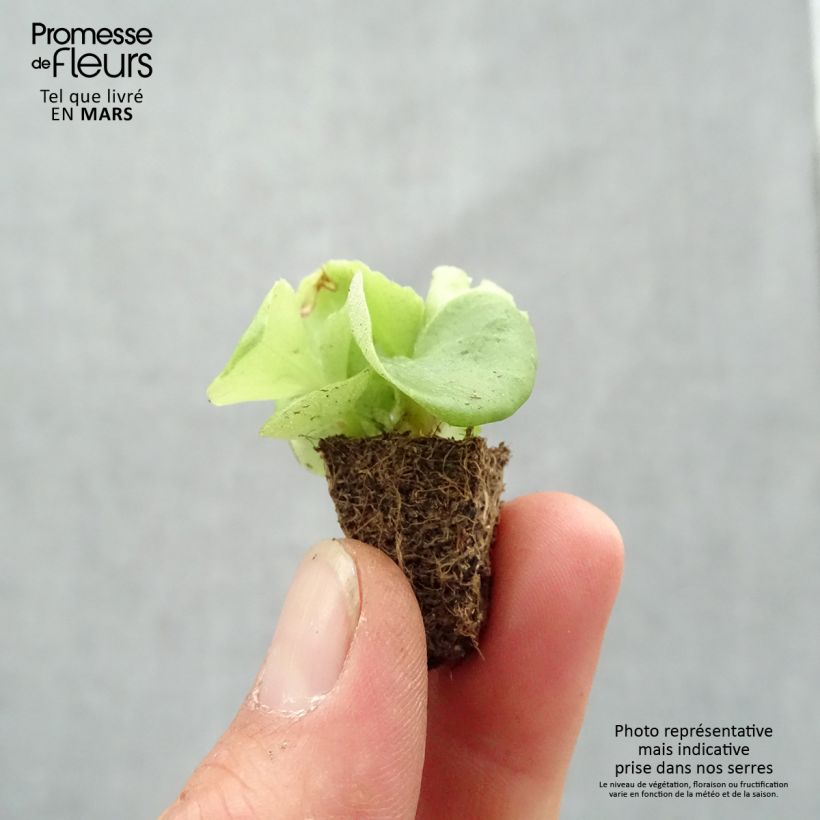 Begonia Siempre-florida Super Olympia White minicepellón: de 2,2 cm x 2 cm en bandeja de cultivo por 35 Ejemplar entregado en la primavera