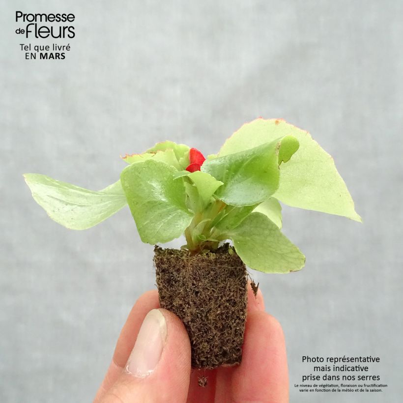 Begonia Siempre-florida Super Olympia Red Bandeja de semillero: cepellón 3,8 cm x 3,2 cm en bandeja de cultivo por 16 Ejemplar entregado en la primavera