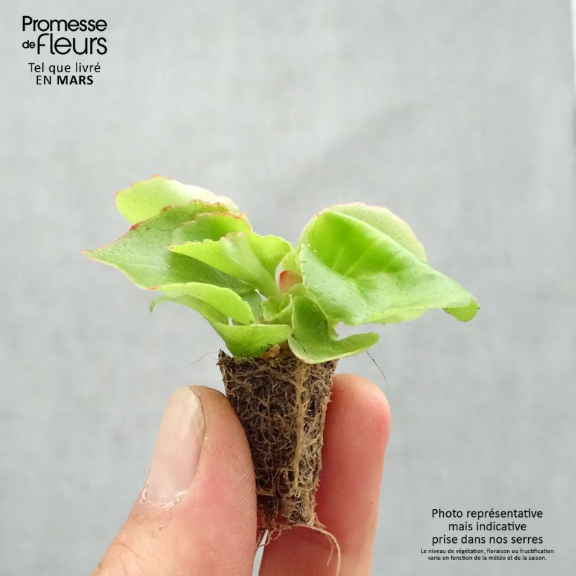 Begonia Siempre-florida Super Olympia Red minicepellón: de 2,2 cm x 2 cm en bandeja de cultivo por 35 Ejemplar entregado en la primavera