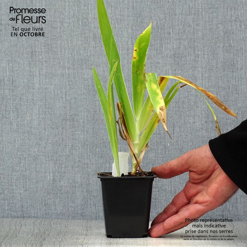 Ejemplar de Belamcanda chinensis Hello Yellow Maceta de 8/9 cm entregado en otoño