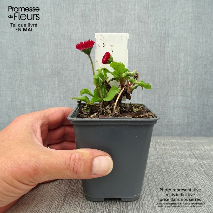 Bellis perennis Roode - Margarita de los prados Maceta de 8/9 cm Ejemplar entregado en la primavera