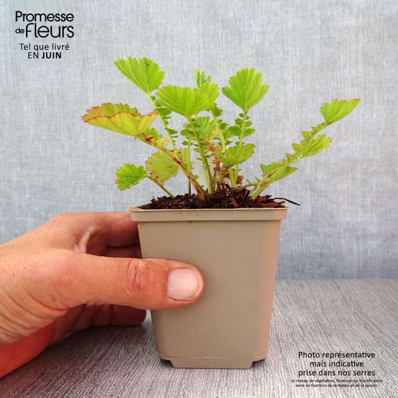 Ejemplar de Geum chiloense Dolly North - Hierba del Clavo Maceta de 8/9 cm entregado en verano