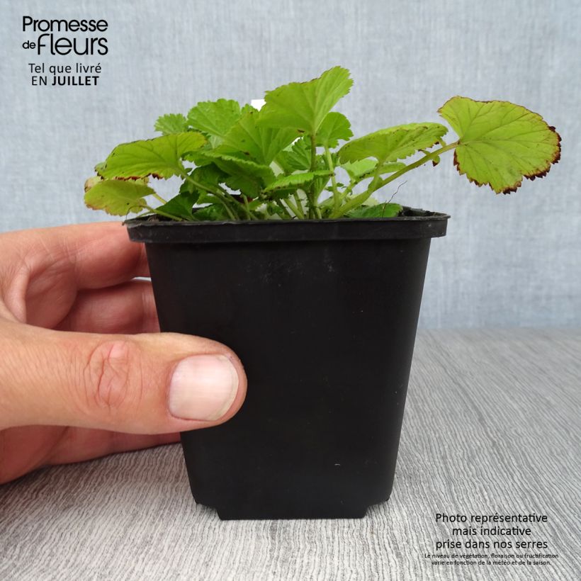 Ejemplar de Geum rivale - Hierba de San Benito Maceta de 8/9 cm entregado en verano