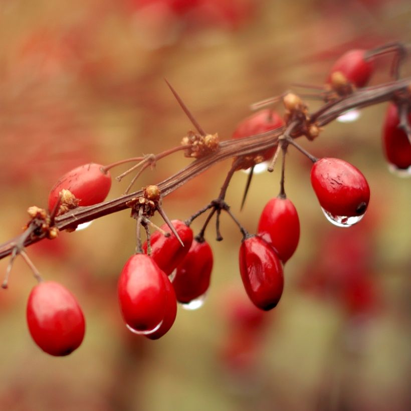 Agracejo japonés - Berberis thunbergii Orange Ice (Cosecha)
