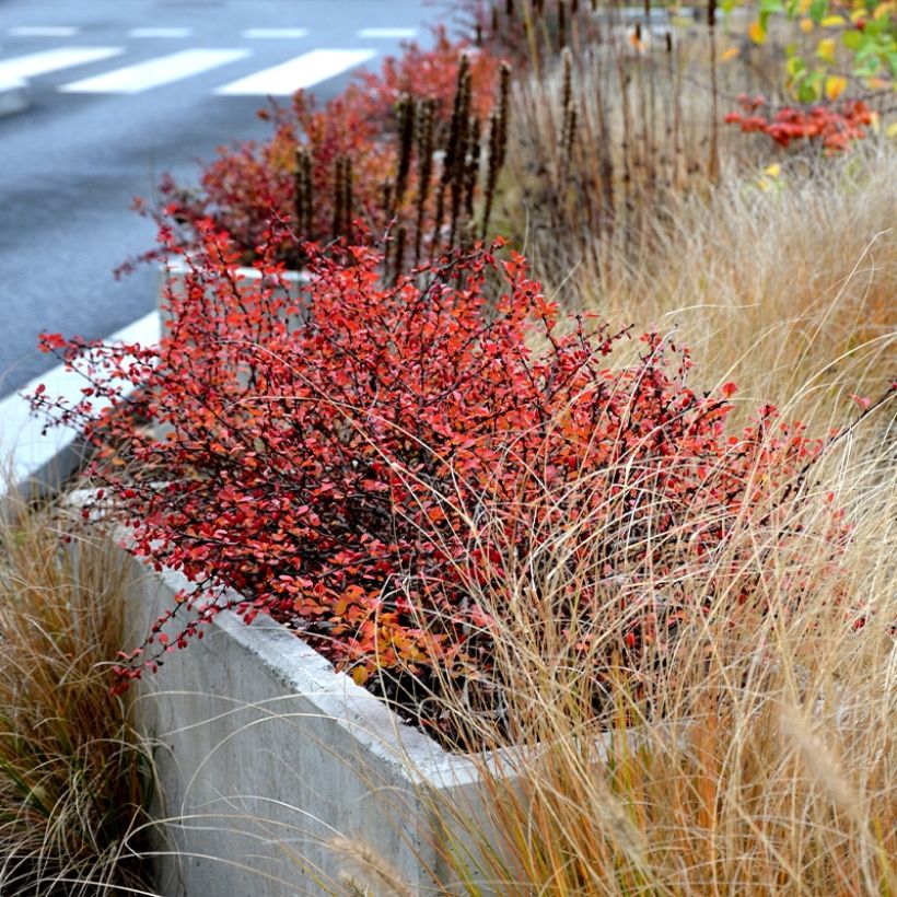 Agracejo japonés - Berberis thunbergii Orange Ice (Porte)