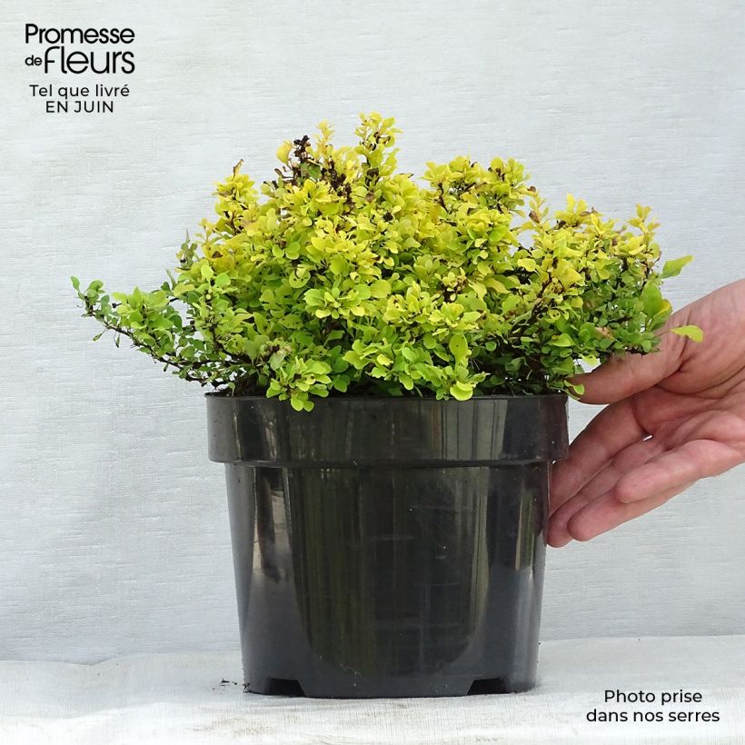 Ejemplar de Agracejo japonés - Berberis thunbergii Tiny Gold Maceta 2L/3L entregado en verano
