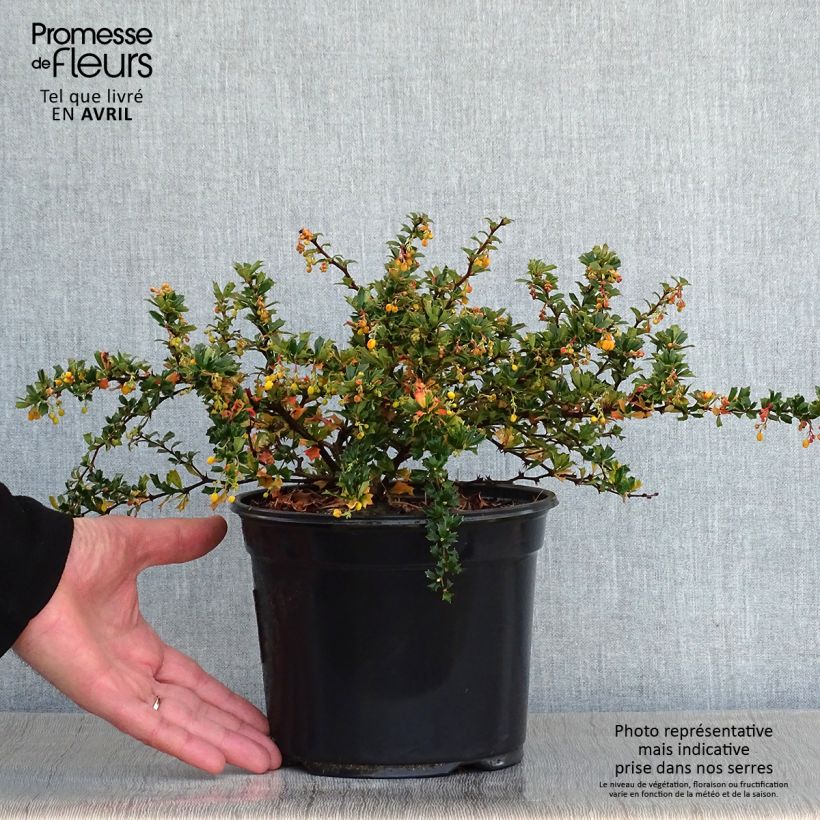 Berberis darwinii Compacta - Agracejo Maceta 3L/4LAltura de entrega aprox. 25/30cm Ejemplar entregado en la primavera