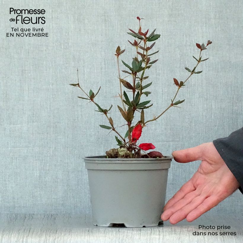 Ejemplar de Agracejo chino - Berberis julianae Maceta 2L/3L entregado en otoño