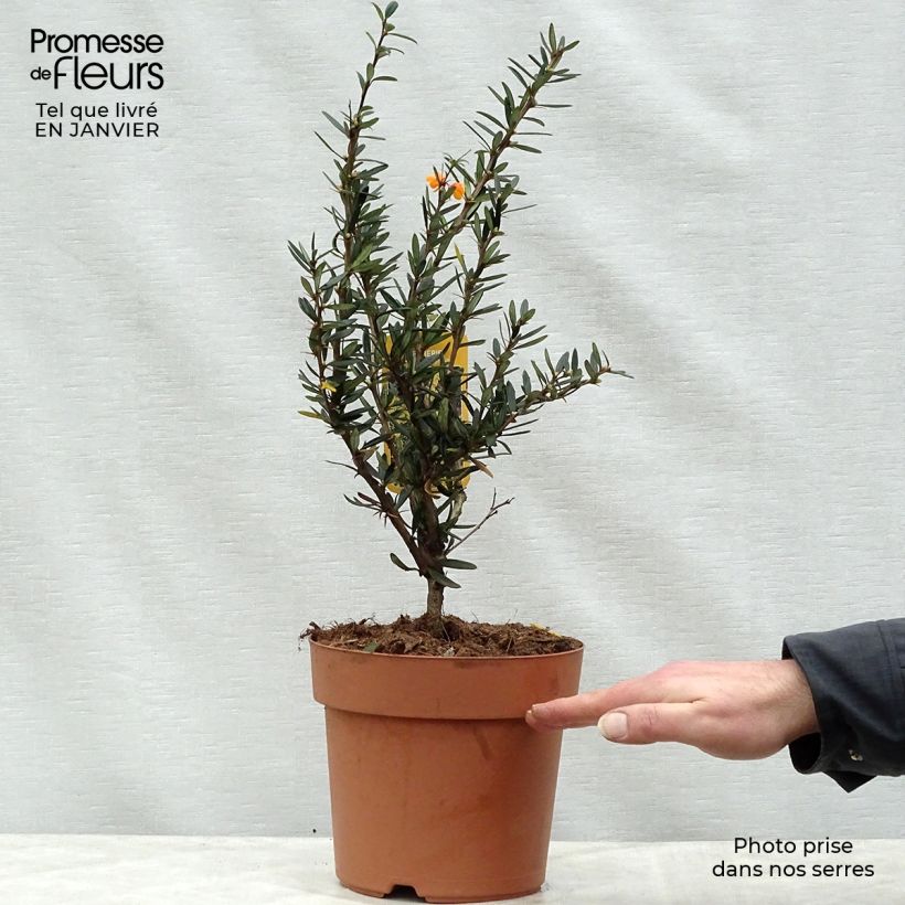 Agracejo - Berberis linearifolia Orange King - Agracejo Maceta 3L/4L Ejemplar entregado en invierno
