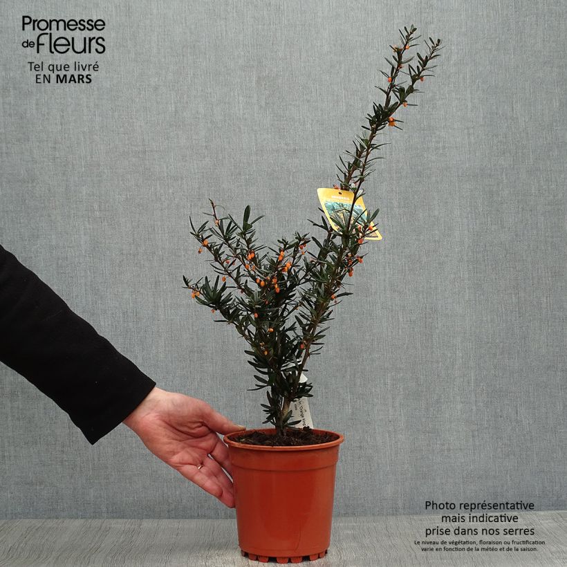 Agracejo - Berberis linearifolia Orange King - Agracejo Maceta 3L/4LAltura de entrega aprox. 25/30cm Ejemplar entregado en la primavera