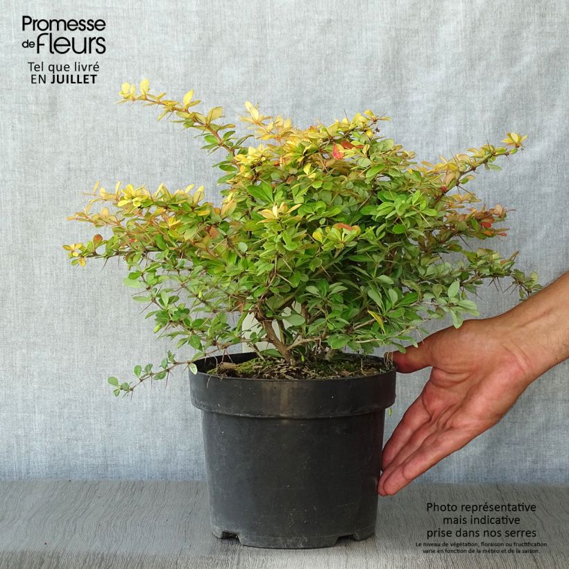 Ejemplar de Agracejo - Berberis media Dual Jewel Maceta 2L/3LAltura de entrega aprox. 20/30cm entregado en verano