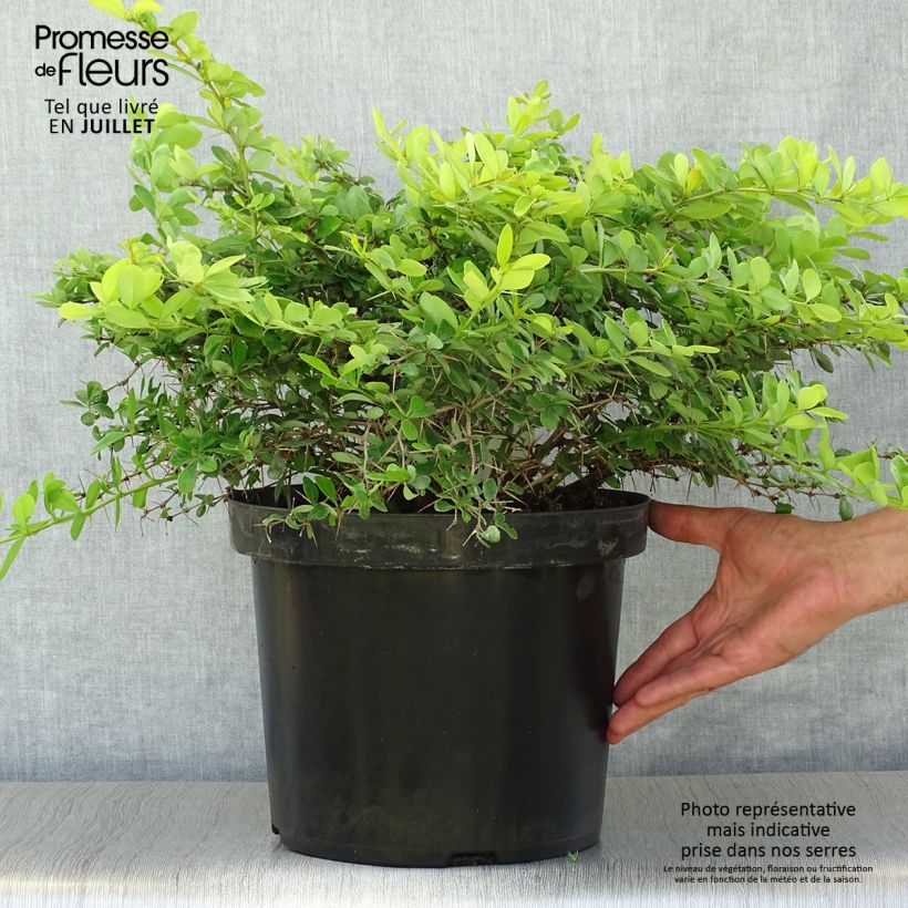 Ejemplar de Agracejo - Berberis media Dual Jewel Maceta 7,5L/10LAltura de entrega aprox. 30/40cm entregado en verano