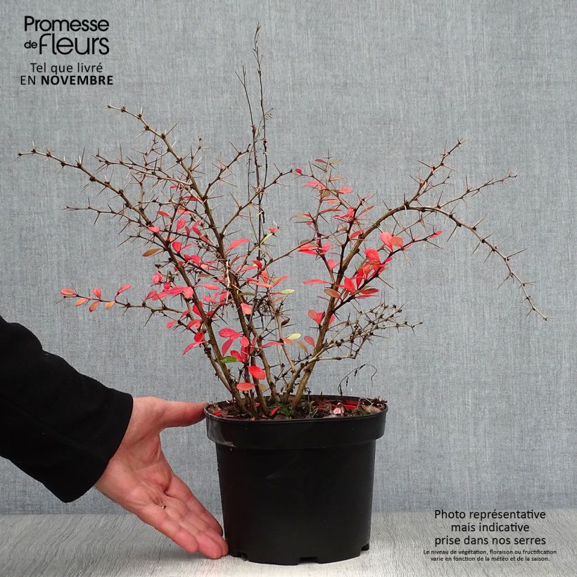 Ejemplar de Agracejo - Berberis media Parkjuweel Maceta 2L/3L entregado en otoño