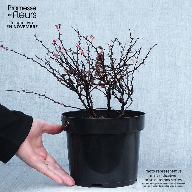 Ejemplar de Agracejo rojo - Berberis thunbergii Atropurpurea Nana Maceta 2L/3L entregado en otoño