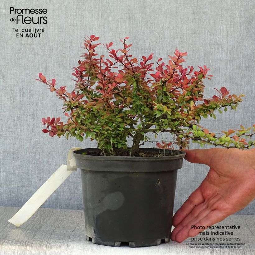 Ejemplar de Agracejo rojo - Berberis thunbergii Atropurpurea Nana Maceta 2L/3LAltura de entrega aprox. 20+/-cm entregado en verano
