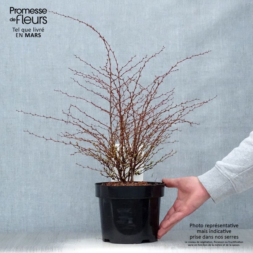 Agracejo japonés - Berberis thunbergii Golden Dream Maceta 2L/3LAltura de entrega aprox. 30/40cm Ejemplar entregado en la primavera