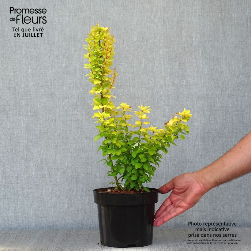 Ejemplar de Agracejo japonés - Berberis thunbergii Golden Rocket Maceta 2L/3L entregado en verano