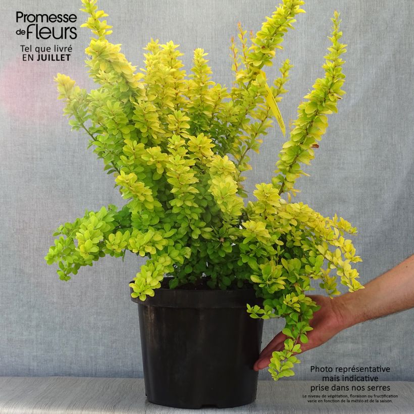 Ejemplar de Agracejo japonés - Berberis thunbergii Golden Rocket Maceta 7,5L/10L entregado en verano