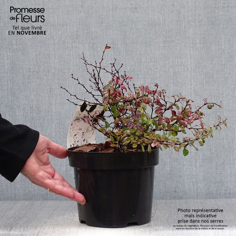 Ejemplar de Agracejo japonés - Berberis thunbergii Inspiration Maceta 2L/3L entregado en otoño