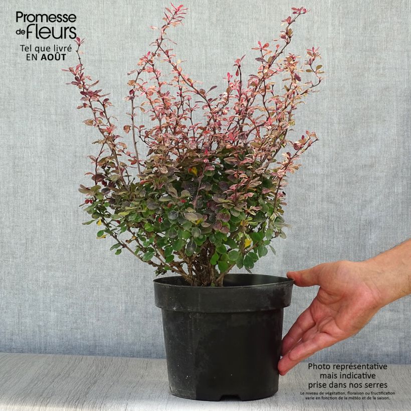 Ejemplar de Agracejo japonés - Berberis thunbergii Inspiration Maceta 2L/3LAltura de entrega aprox. 15/20cm entregado en verano