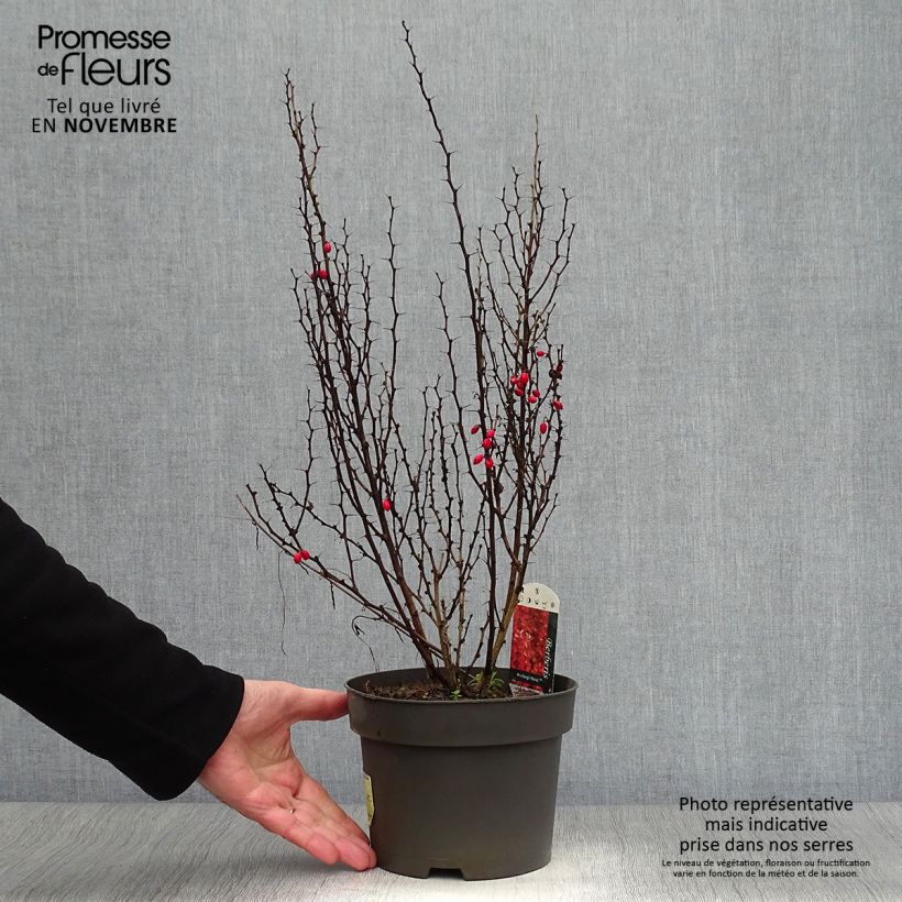 Ejemplar de Agracejo japonés - Berberis thunbergii Maria Maceta 2L/3L entregado en otoño