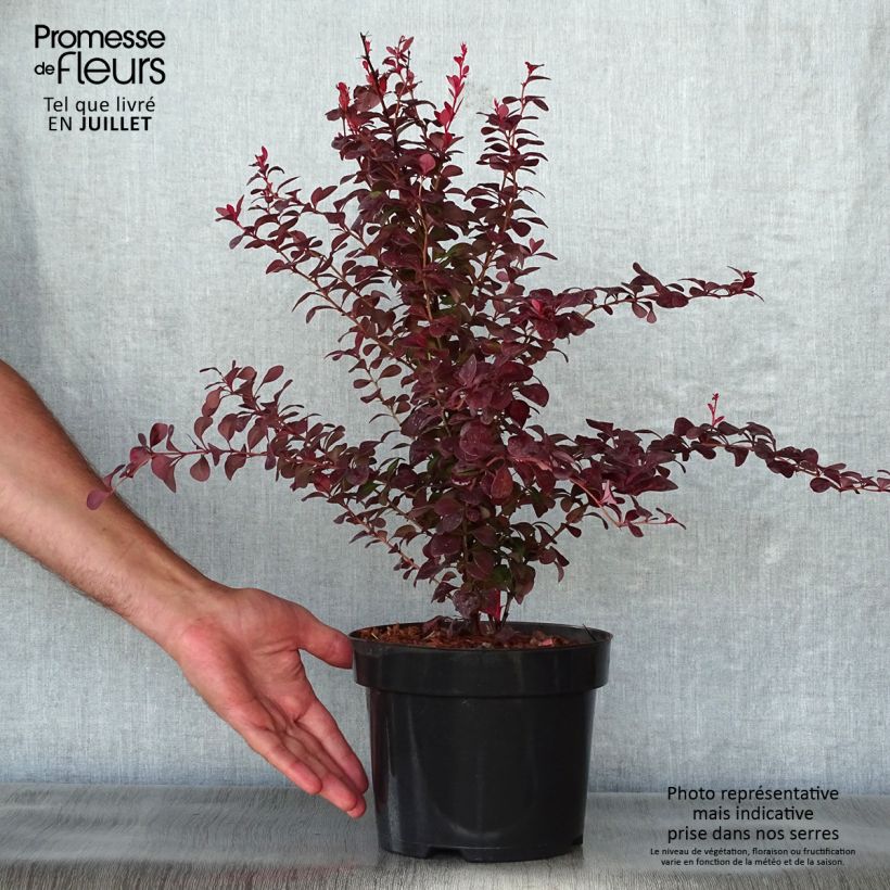 Ejemplar de Agracejo japonés - Berberis thunbergii Orange Rocket Maceta 3L/4LAltura de entrega aprox. 30/40cm entregado en verano