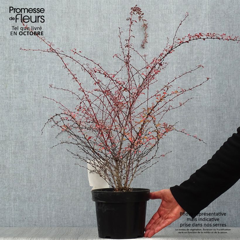 Ejemplar de Agracejo japonés - Berberis thunbergii Red Dream Maceta 3L/4L entregado en otoño