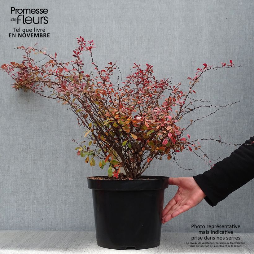 Ejemplar de Agracejo japonés - Berberis thunbergii Rosy Glow Maceta 7,5L/10L entregado en otoño
