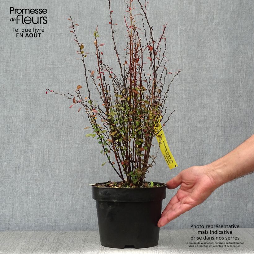 Ejemplar de Agracejo japonés - Berberis thunbergii Rosy Rocket Maceta 2L/3LAltura de entrega aprox. 40+cm entregado en verano
