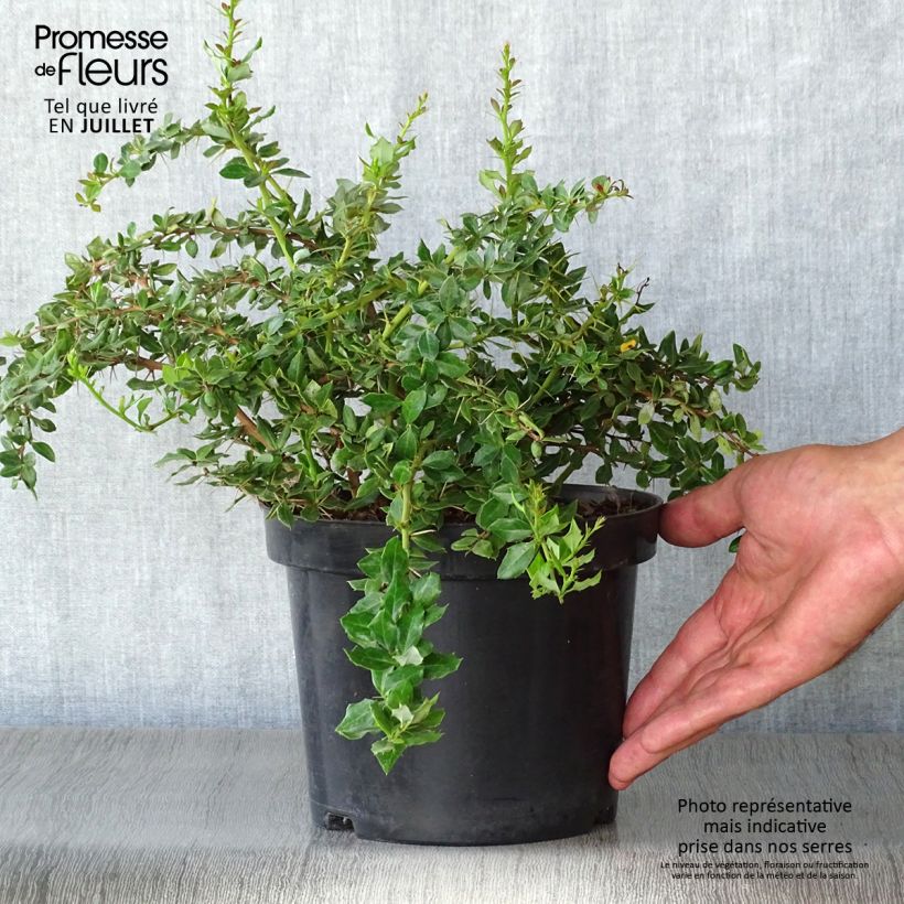 Ejemplar de Agracejo - Berberis verrucosa Maceta 2L/3LAltura de entrega aprox. 25/30cm entregado en verano