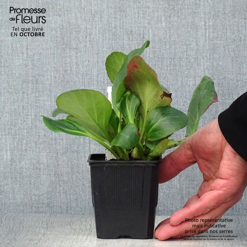 Ejemplar de Bergenia Bartok - Hortensia de invierno Maceta de 8/9 cm entregado en otoño